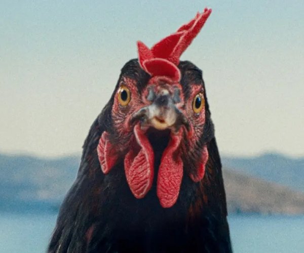Hen