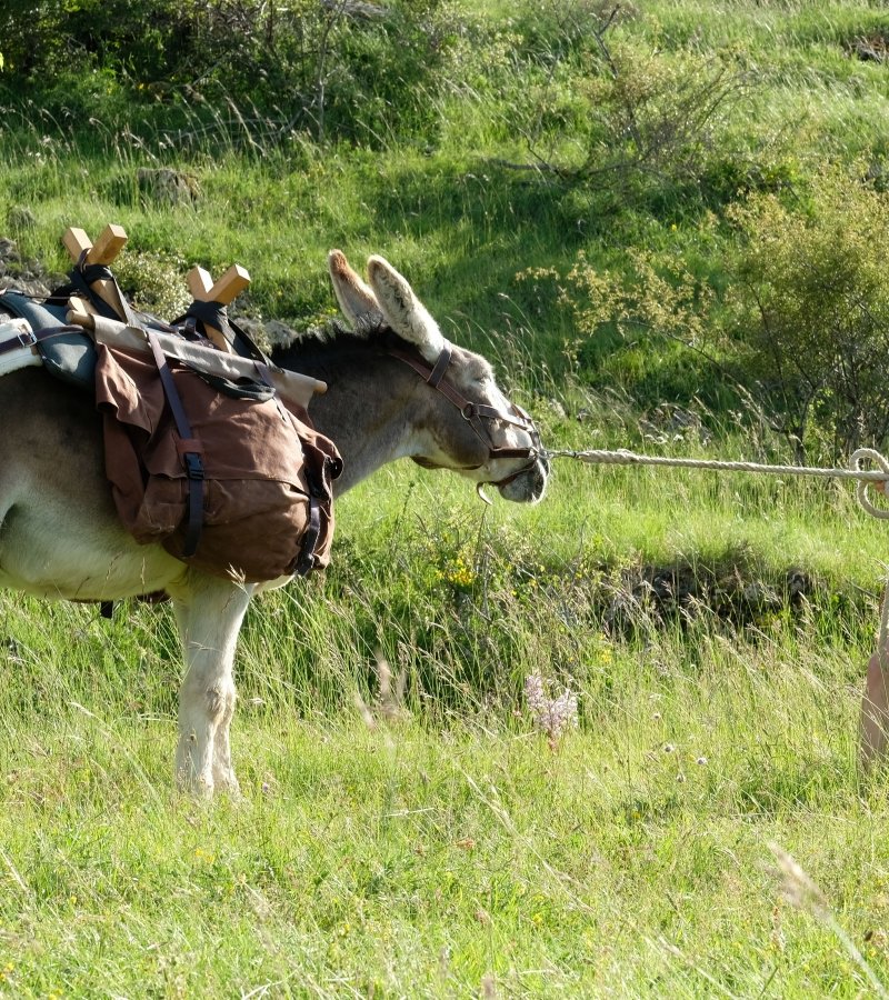 Antoinette dans les Cévennes